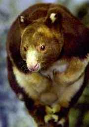 Matschie-Baumkänguru